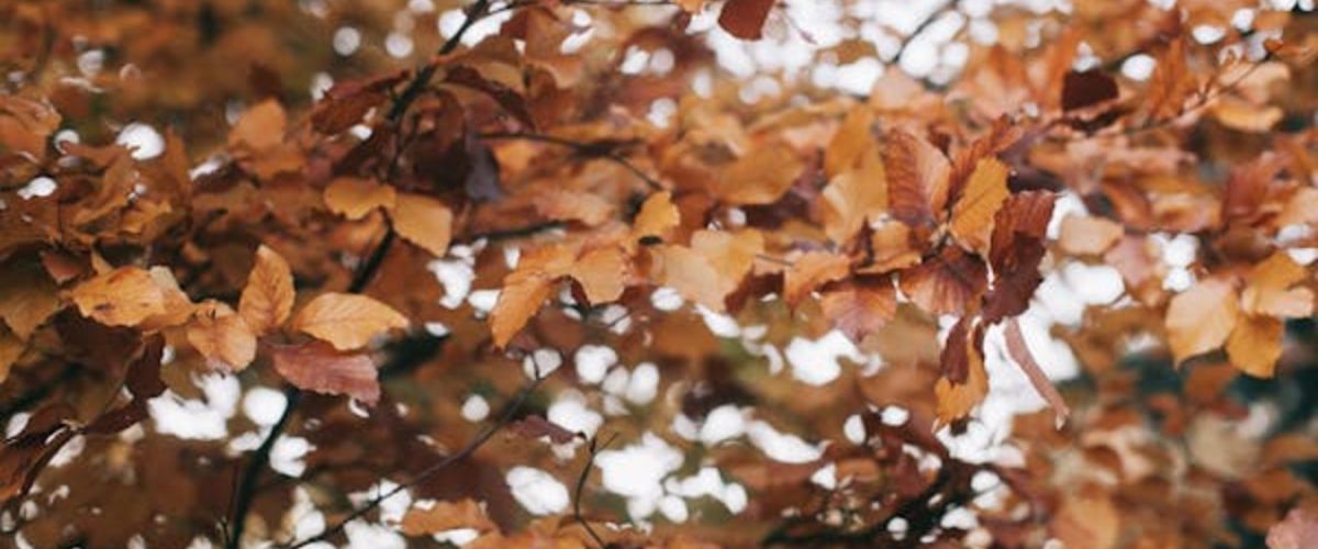 Atelier Tuffi-Pro (6-9), Les feuilles tombent