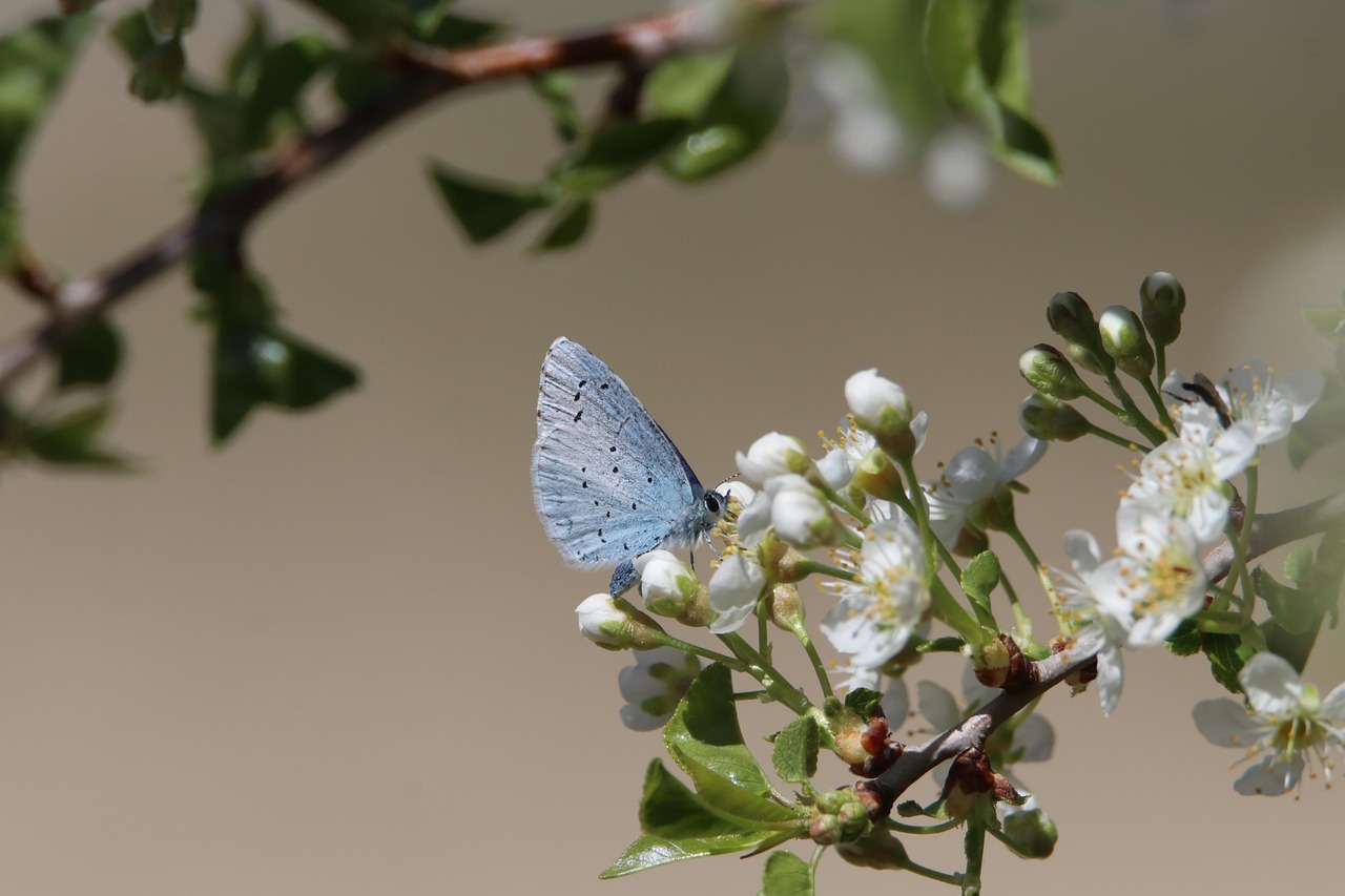 Parenthèse nature à Dalstein : Sur le chemin de la biodiversité
