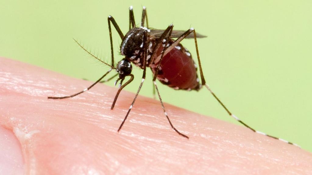 Meet the Naturalists: Biology and Distribution of Mosquitoes: Small bites - big effects
