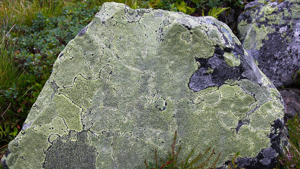 Rencontrez les Naturalistes : Les lichens – une symbiose impressionnante
