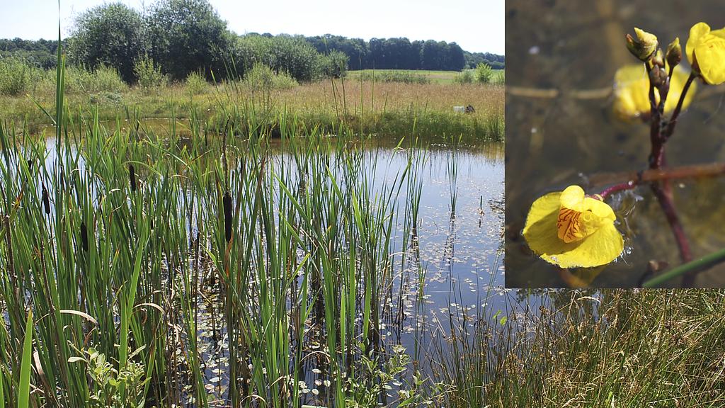 Meet the Naturalists: Under and Above Water – The Specific Vegetation of Small Water Bodies