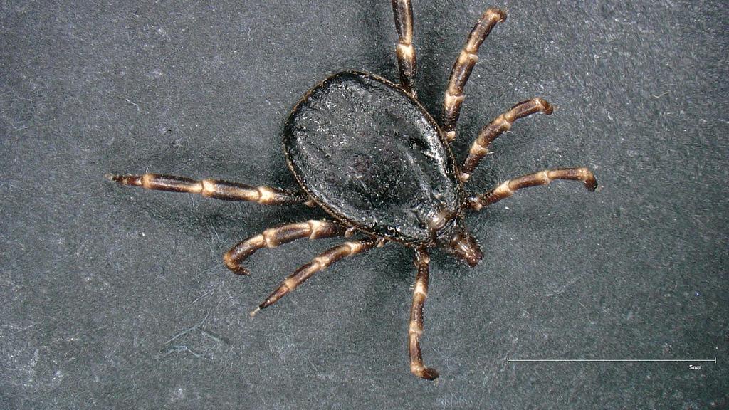 Meet the Naturalists: Small Survival Masters: Ticks and Their Amazing Diversity