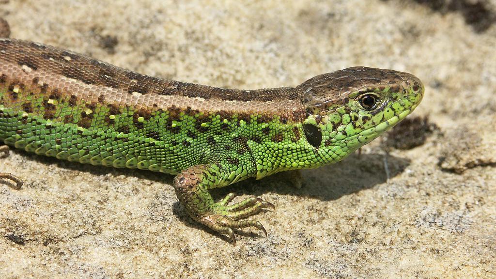 Meet the Naturalists: The Life of Little Dragons – Reptiles Up Close