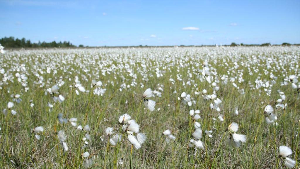 Meet the Naturalists: Ecosystems and Their Role for Nature and Humans