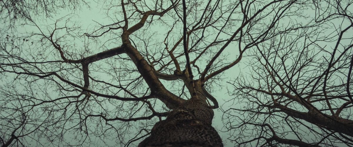 Sylvie Ory - Tuffi Atelier (4-10), L'arbre qui pleure