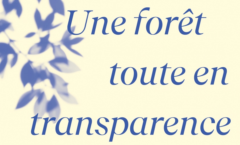 Une forêt toute en transparence