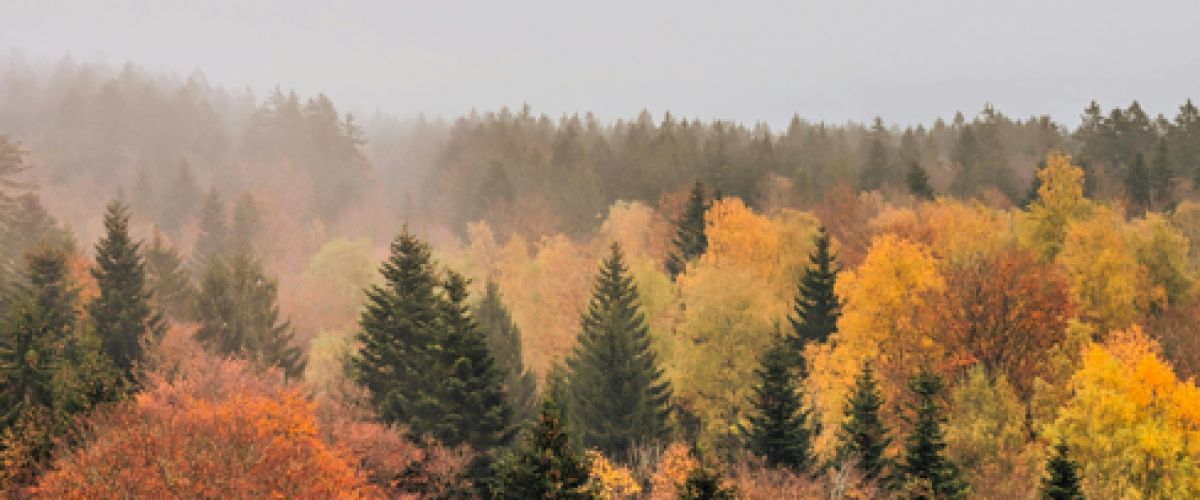 Atelier Tuffi-Pro (6-9 ans), Eise Bësch / La forêt : solitude et solidarités
