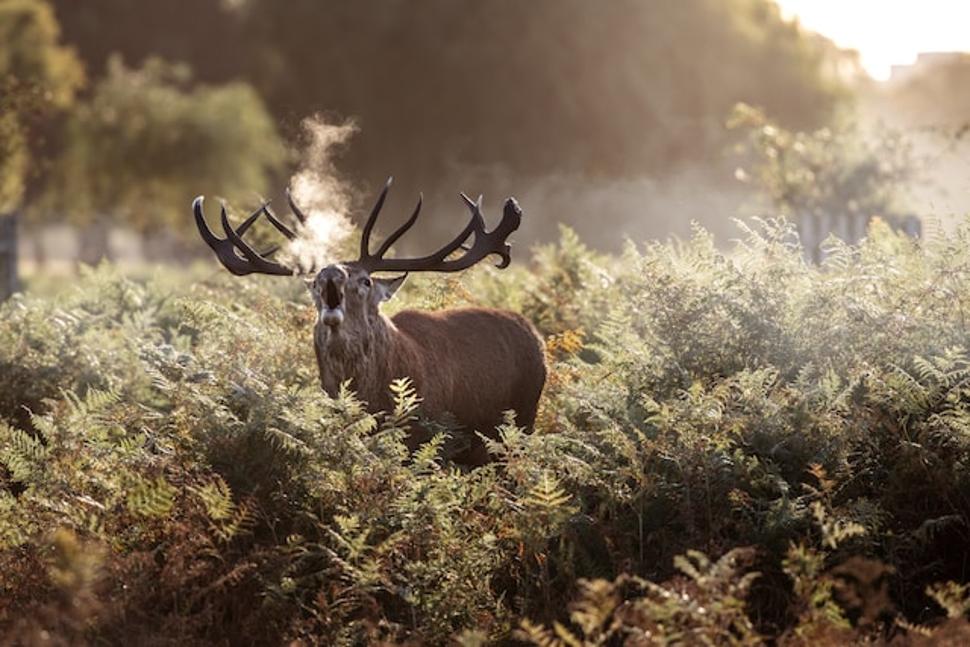 Brame du cerf