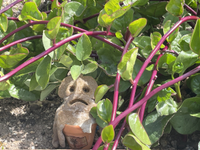 Le 2 novembre : Atelier Mandragore