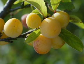 Plum and Mirabelle Plum Workshop