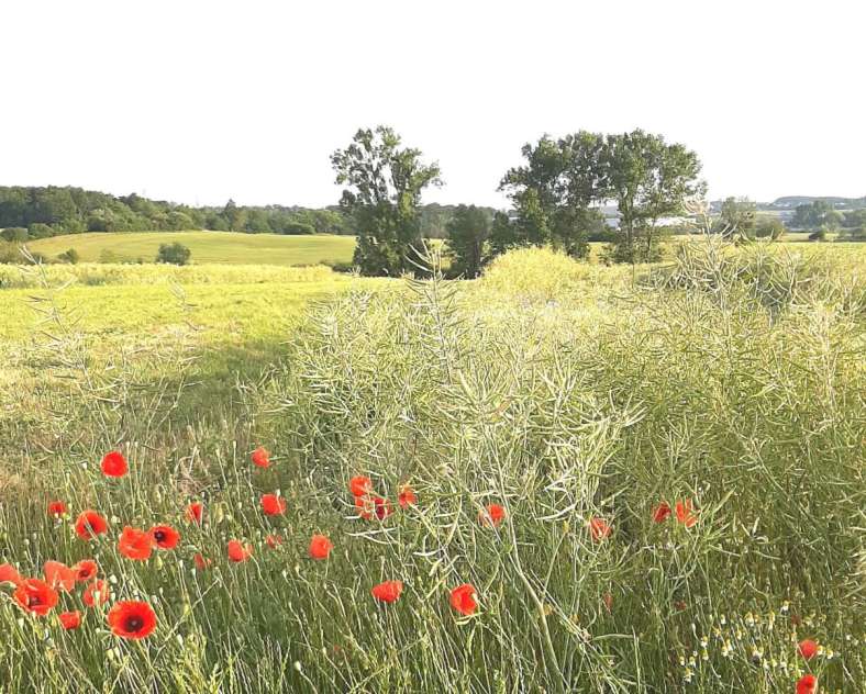 Qu'est ce qui se trame dans la prairie ? - promenade
