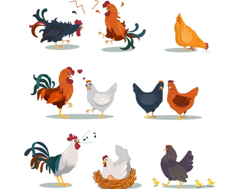 Fête de la poule et des jardins