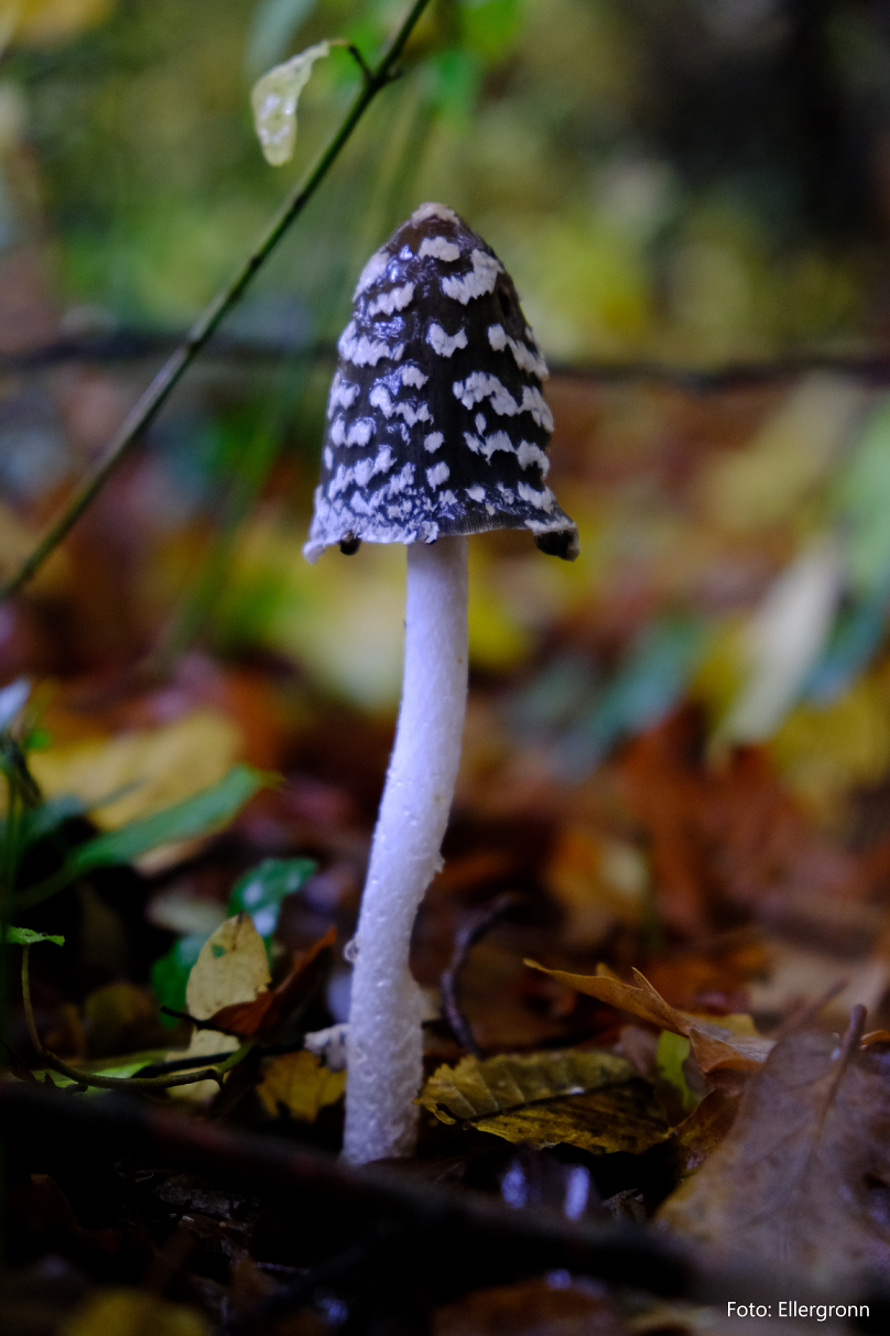 Guided mushroom walk