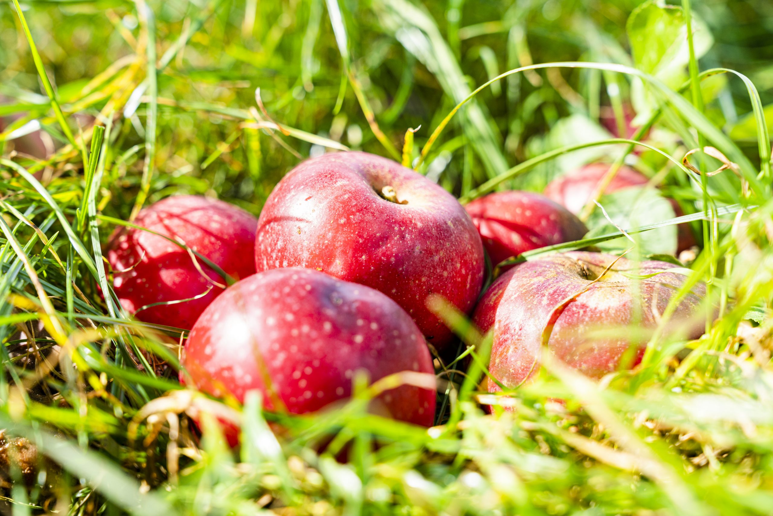 Pruning Fruit Trees: Young Trees