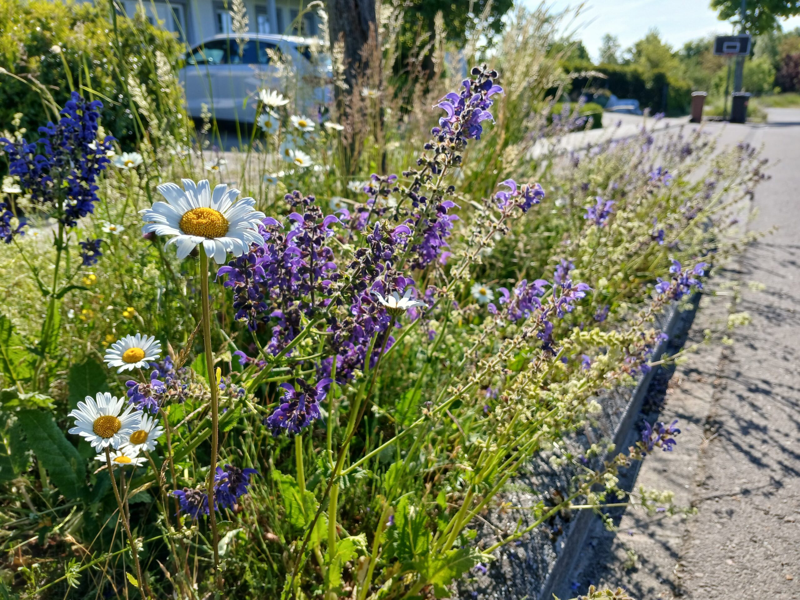 Garden Layout Beneficial to Insects: Wildflower Meadow