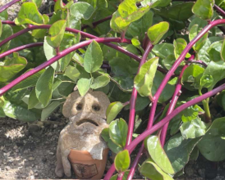 Atelier - Mandragore