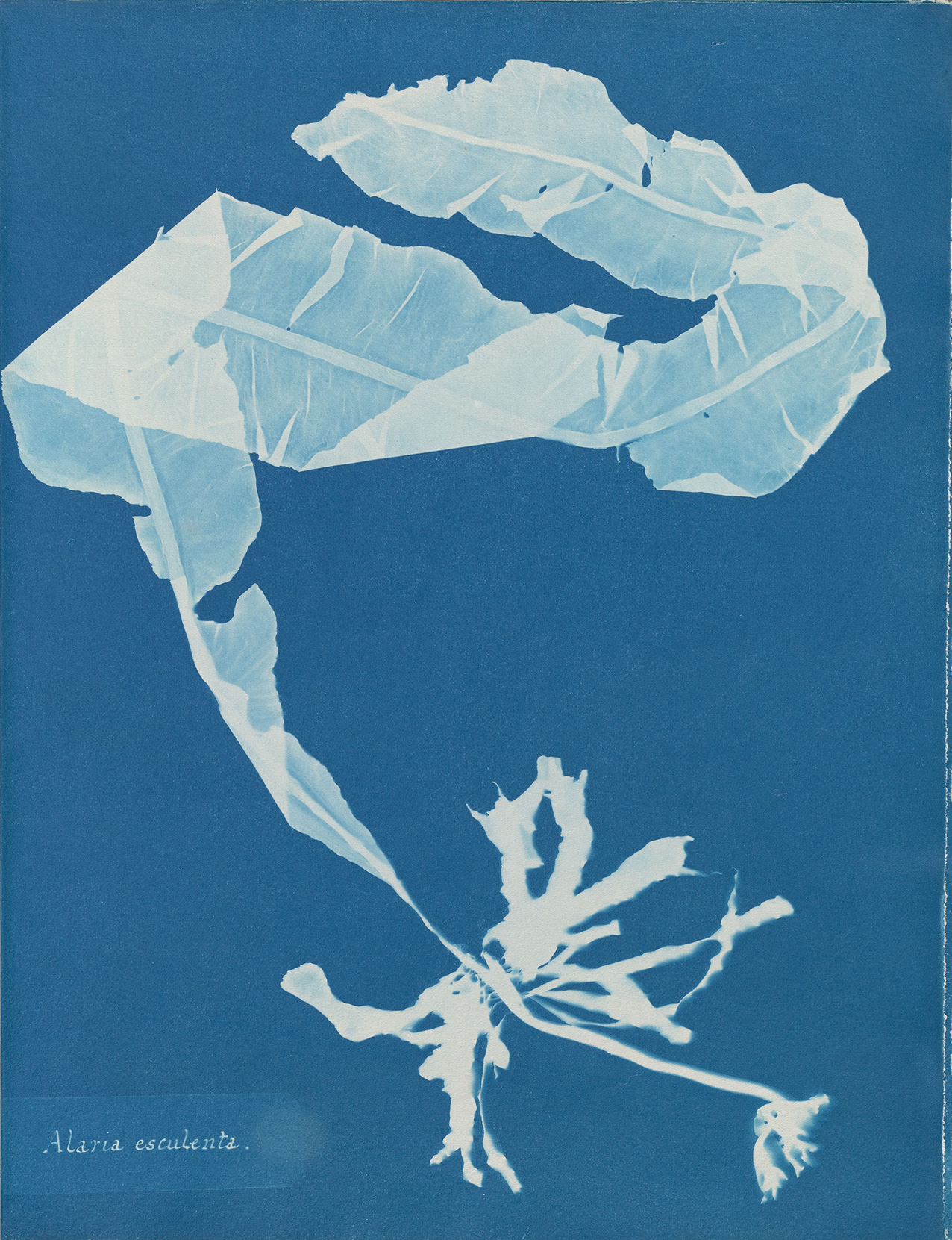 Art & Botany – Perspectives of the Living