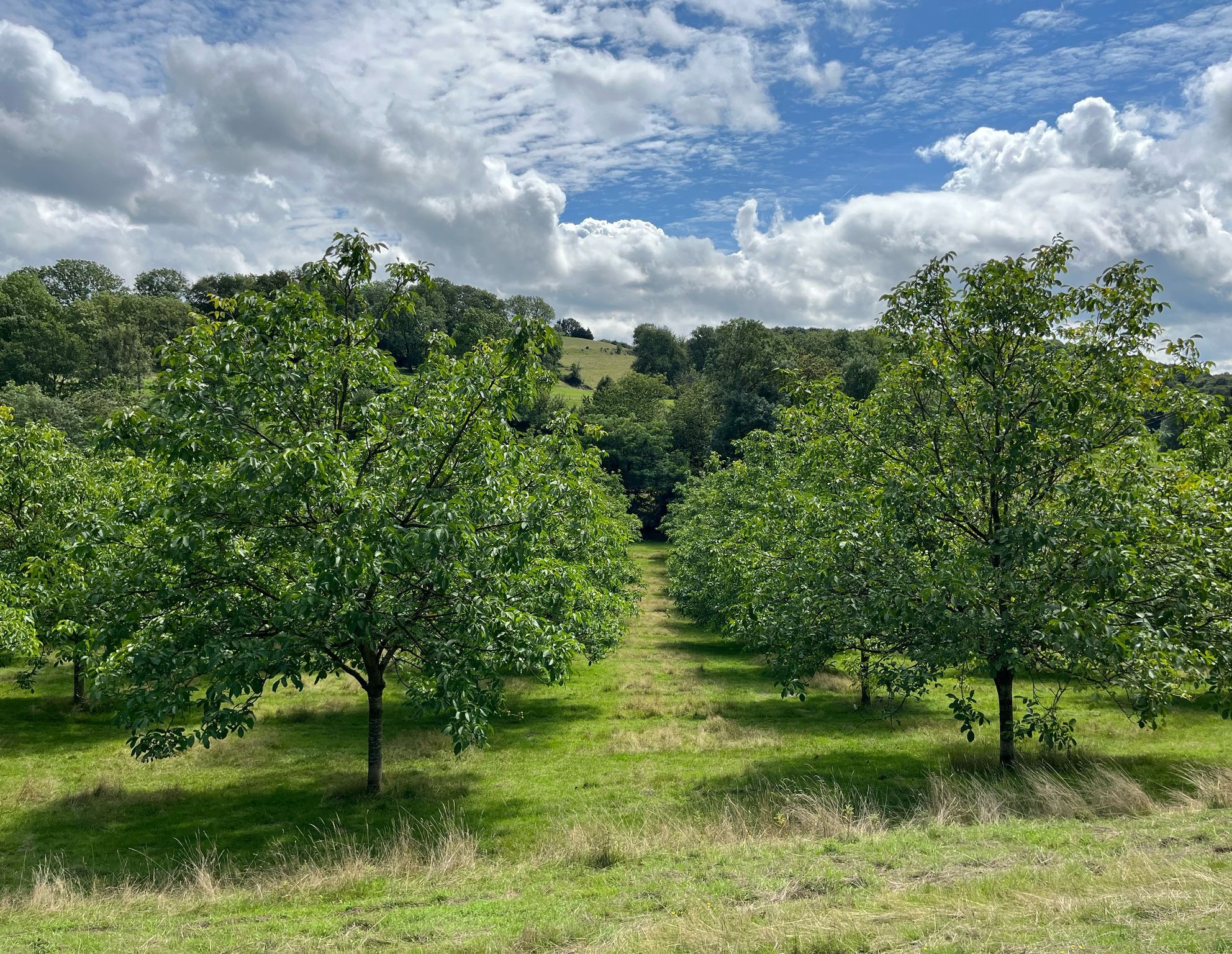Conference 'Nut Trees in Agroforestry – Potential for Agriculture and Environment'