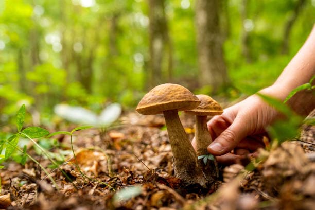 Découverte de la cueillette de champignons