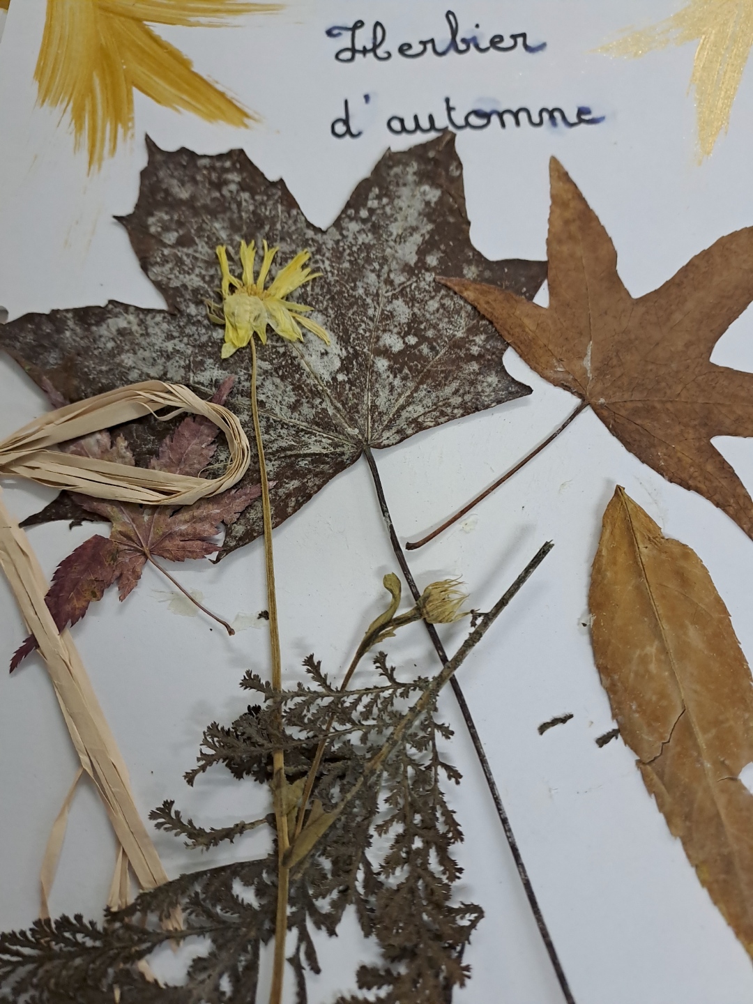 Workshop 'Autumn Herbarium'