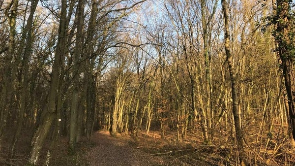 Running Club Trail Outing - Event #1