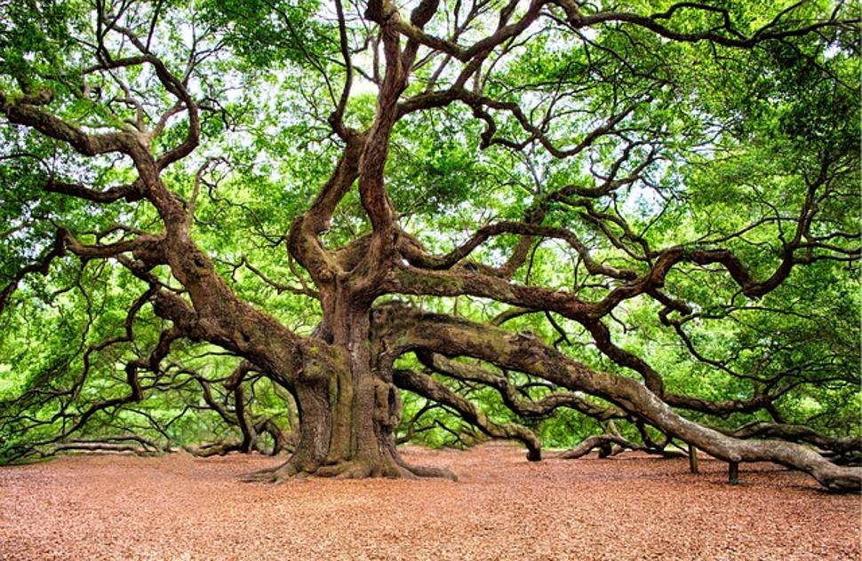 The Inventions of Trees Throughout Evolution