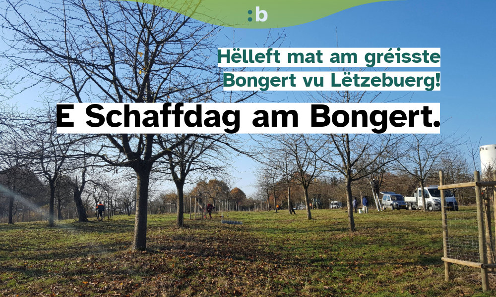 Une journée de travail dans le verger du Bongert