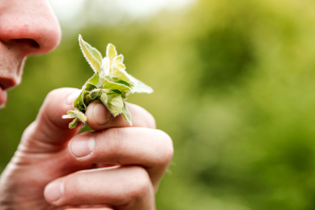 Wild Herb Hike & Tasting