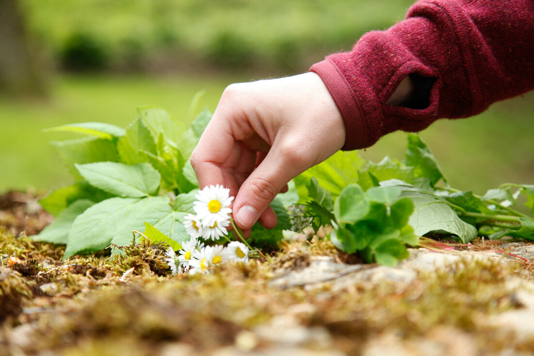 Wild Herbs Hike & Tasting