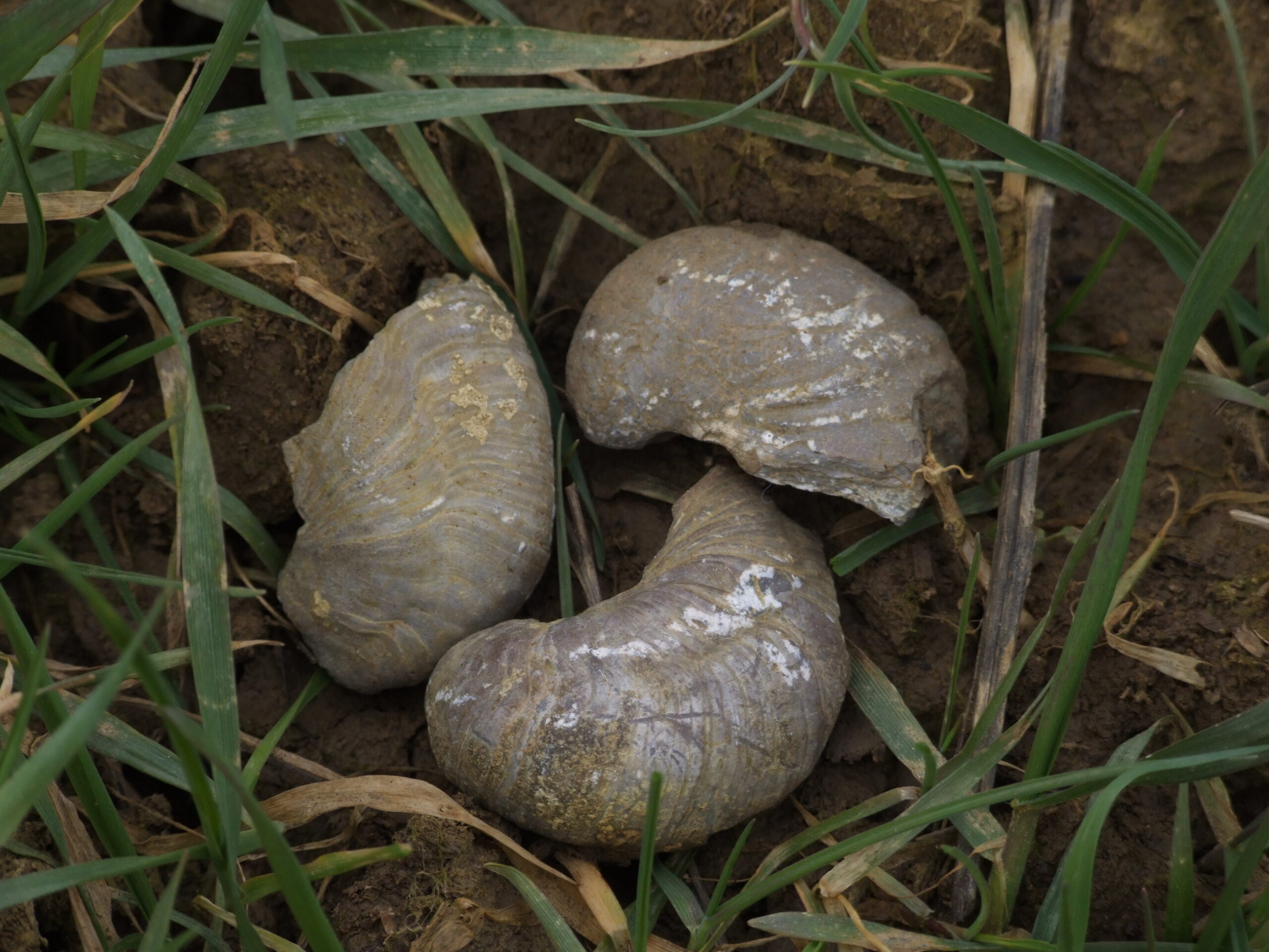 For Children: Nature Rally at Héikräiz