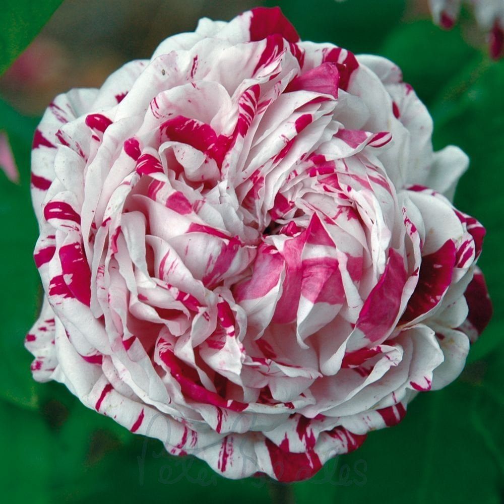 Visite royale au Far West