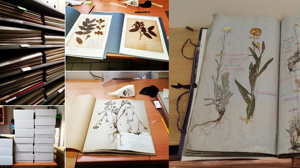 The Collections of the Naturmusée: The Herbarium