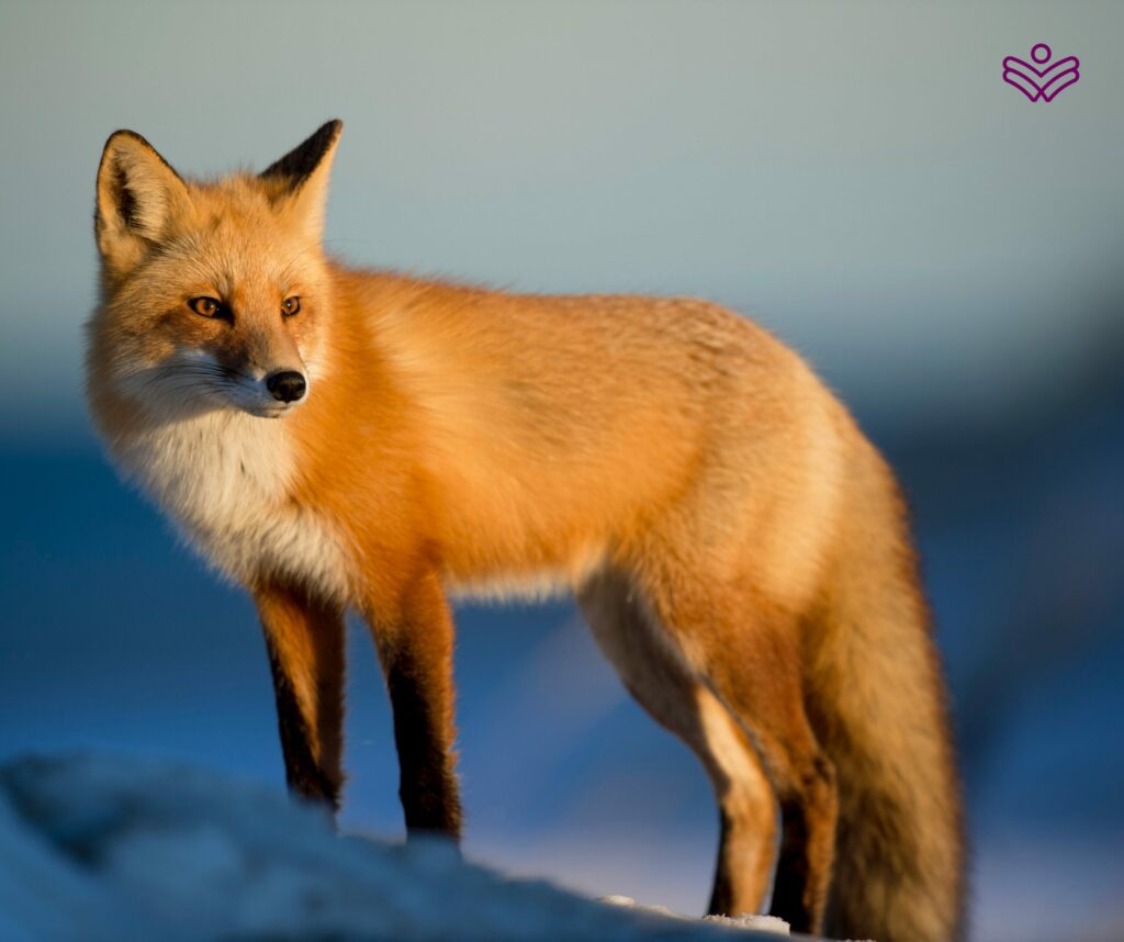 Les détectives de la forêt