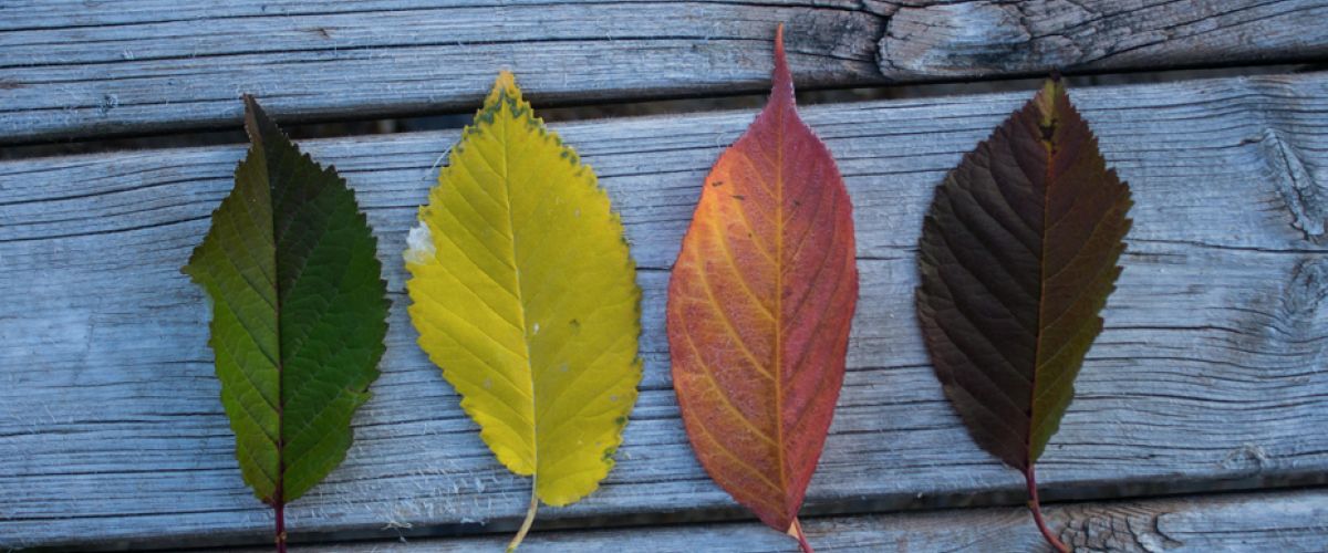 Tuffi-Junior Workshop (4-6)