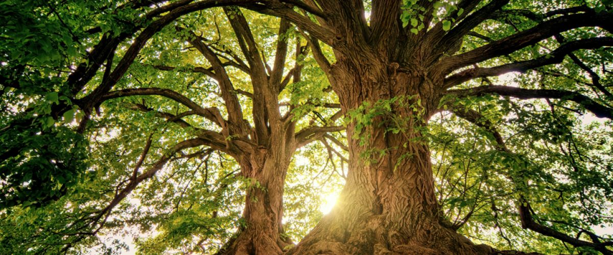 Tuffi - Pro Workshop (6-9), Our forest