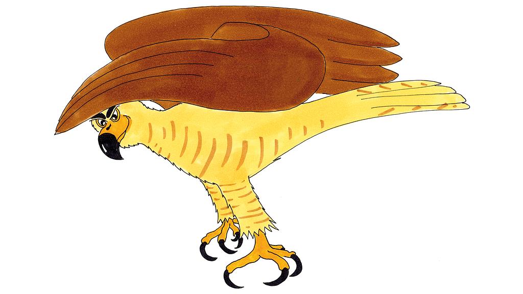 Exploration with Woodpeckers and Raptors 6-8 years