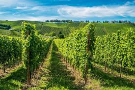 Viticulture in the Luxembourg Moselle: Cultural and Landscape Influence.