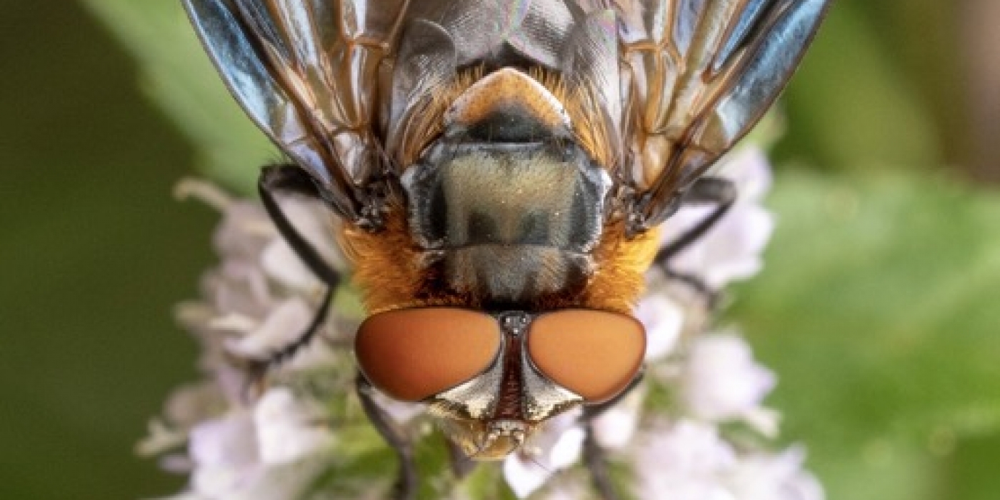 Pas de moustiques, pas de chocolat ?