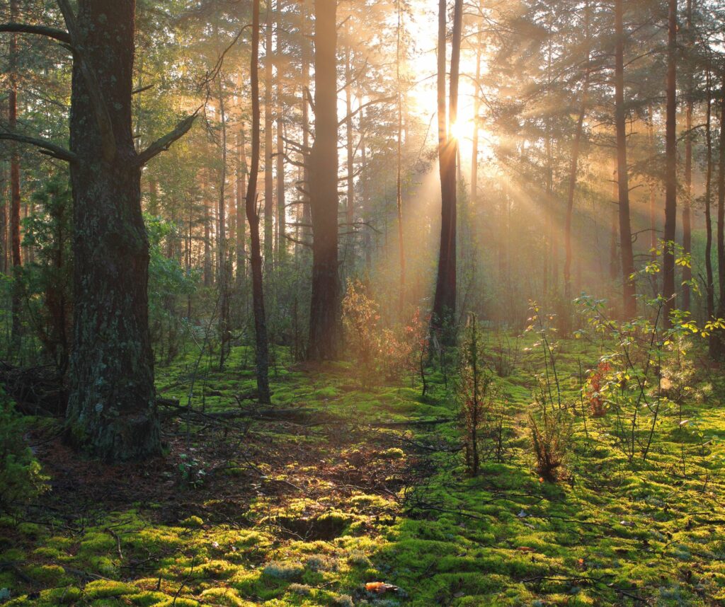 Économie du bien commun