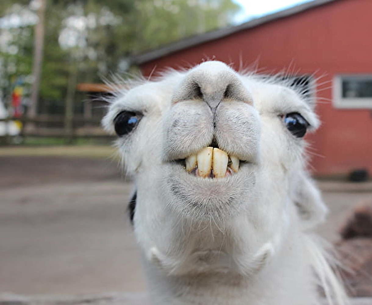 Stay safe et fais confiance aux lamas !
